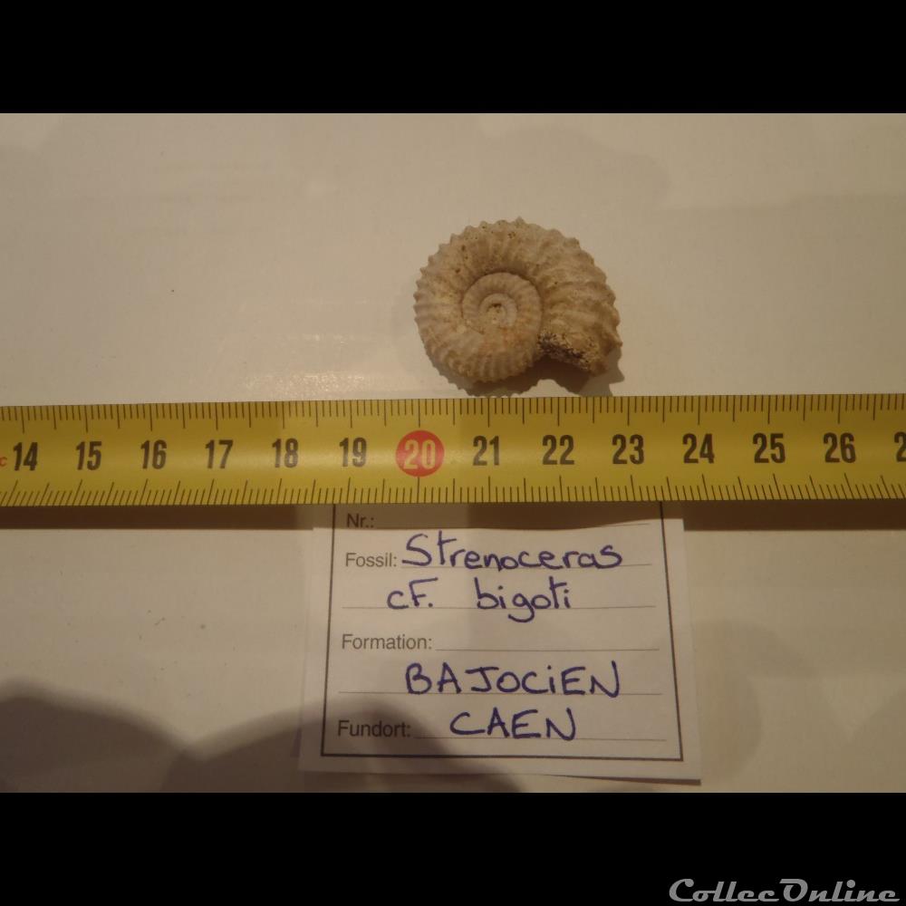 Strenoceras cf. bigoti coquillage fossile invertebre strenoceras cf bigoti