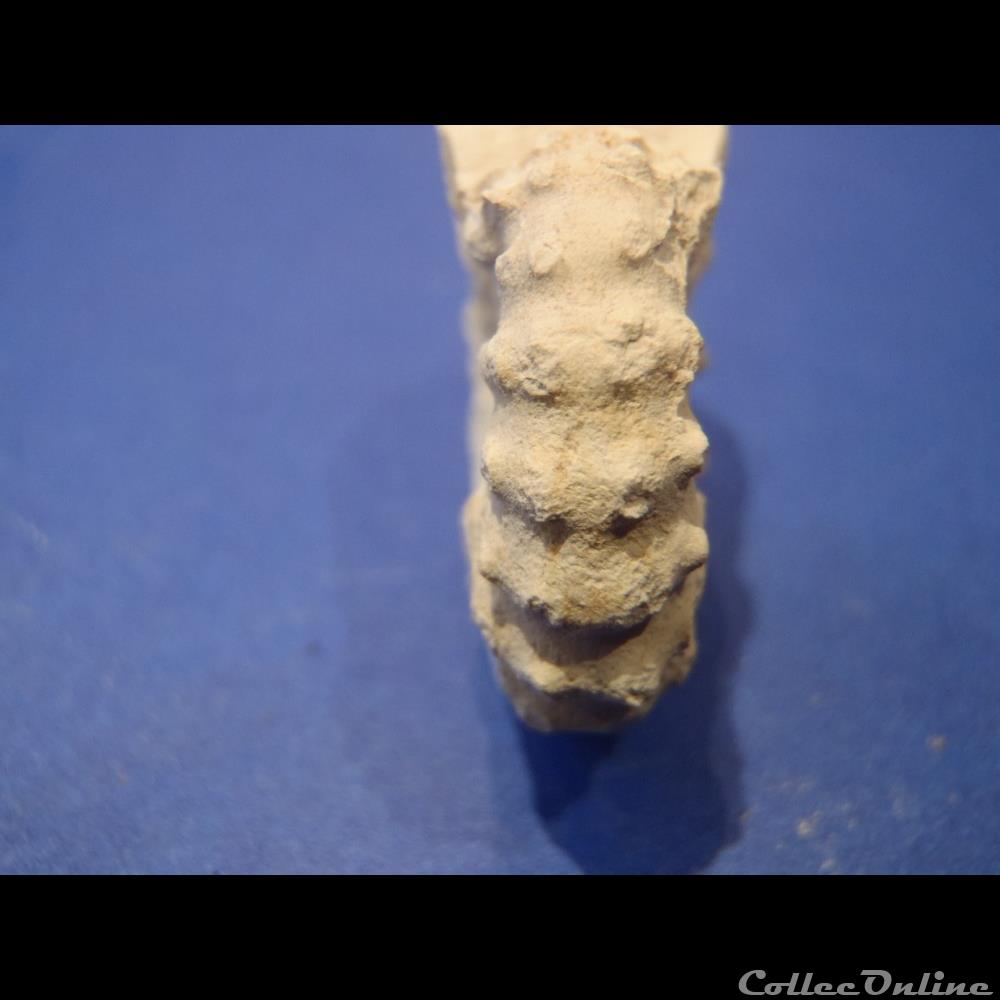 coquillage fossile invertebre acanthoceras