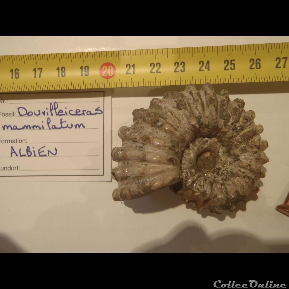 Douvilleiceras mammilatum coquillage fossile invertebre douvilleiceras mammilatum