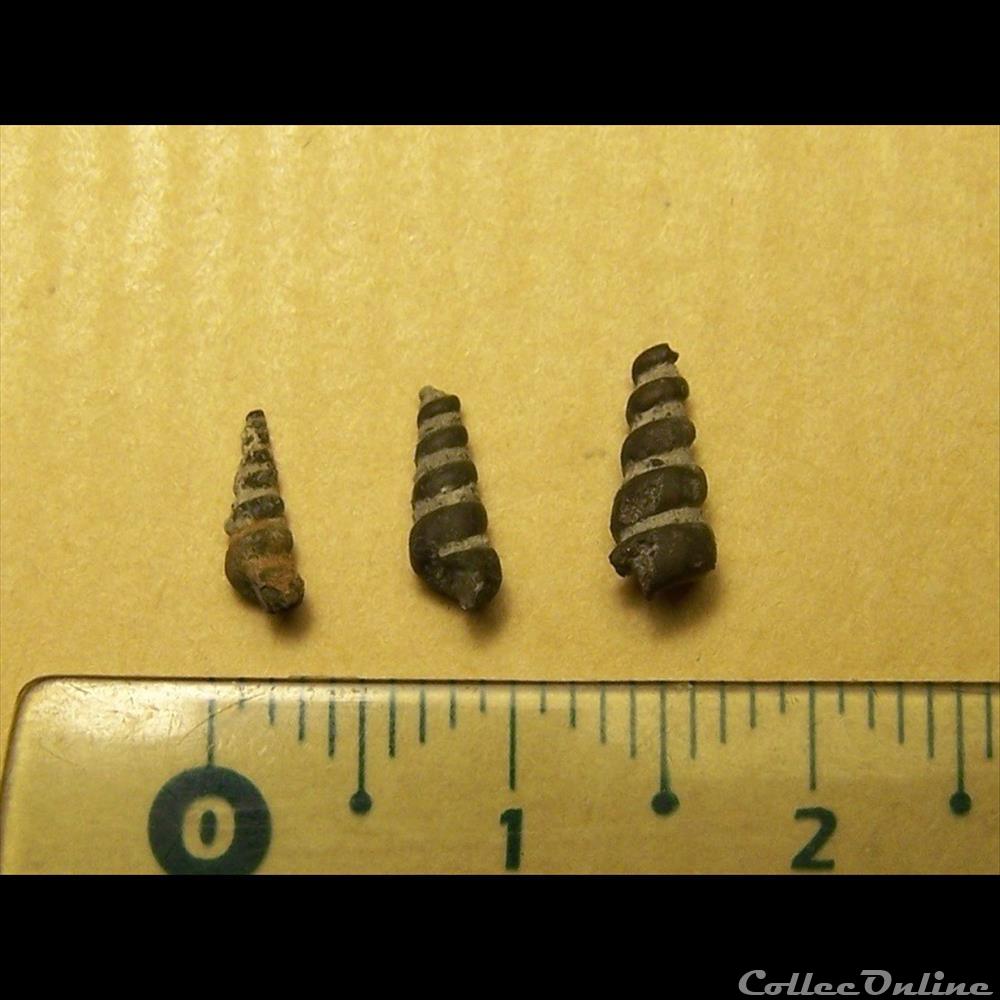 coquillage fossile invertebre gasteropodes indetermines