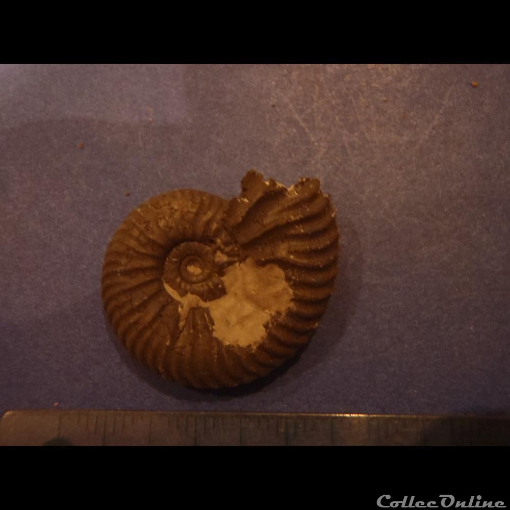 Indéterminé 2 coquillage fossile invertebre indetermine