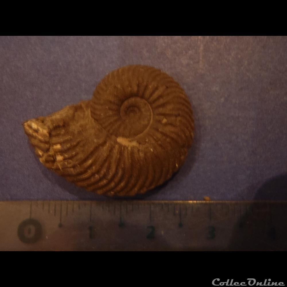 Indéterminé 2 coquillage fossile invertebre indetermine