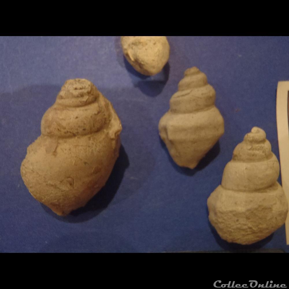 Harpagodes oceani 2 coquillage fossile invertebre harpagodes oceani