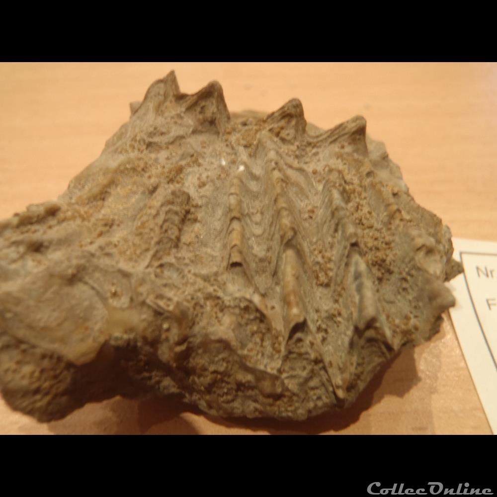 Lopha marshii coquillage fossile invertebre lopha marshii
