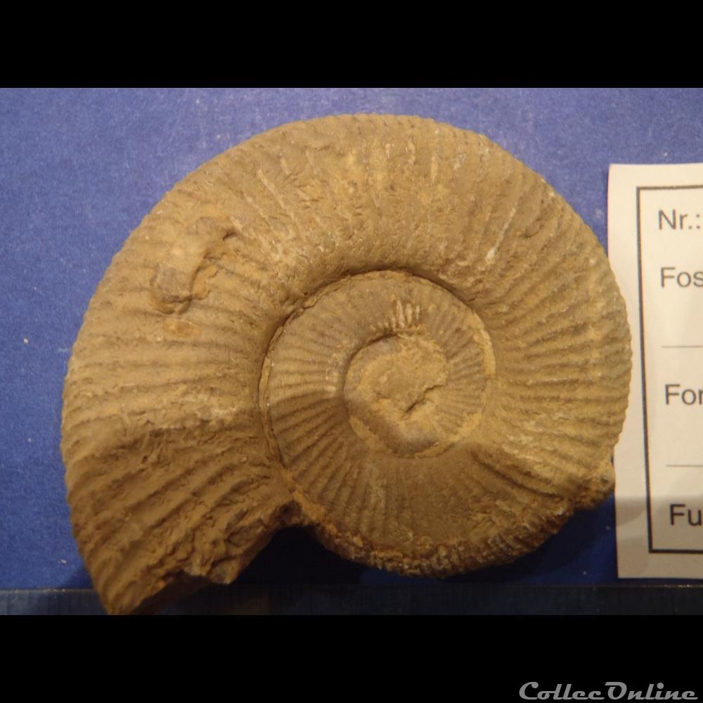 Perisphinctes sp. 3 coquillage fossile invertebre perisphinctes sp