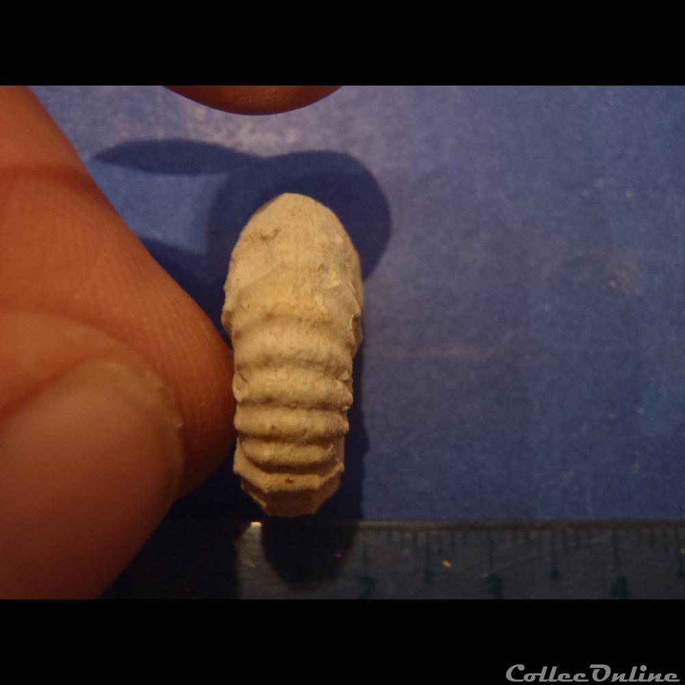 coquillage fossile mantelliceras mantelli