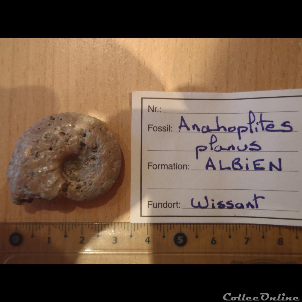 coquillage fossile invertebre anahoplites planus 2