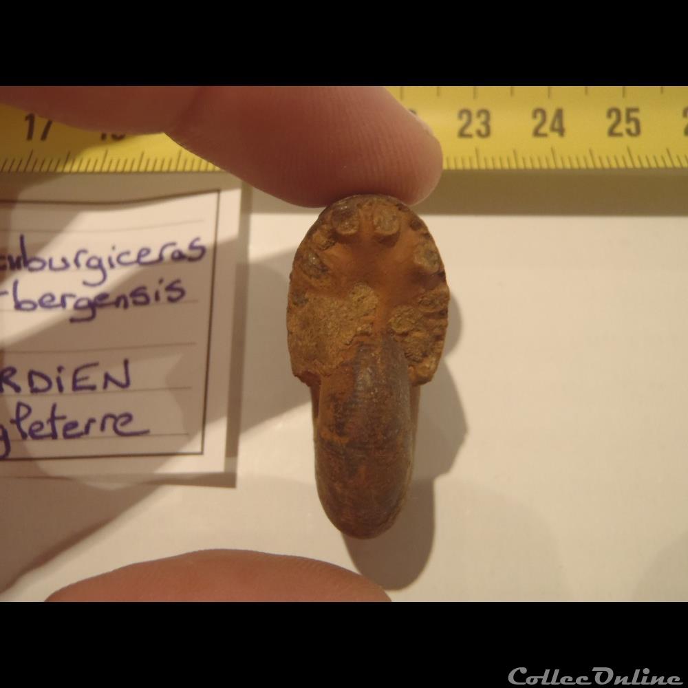 Scaburgiceras scaburgensis coquillage fossile invertebre scaburgiceras scaburgensis