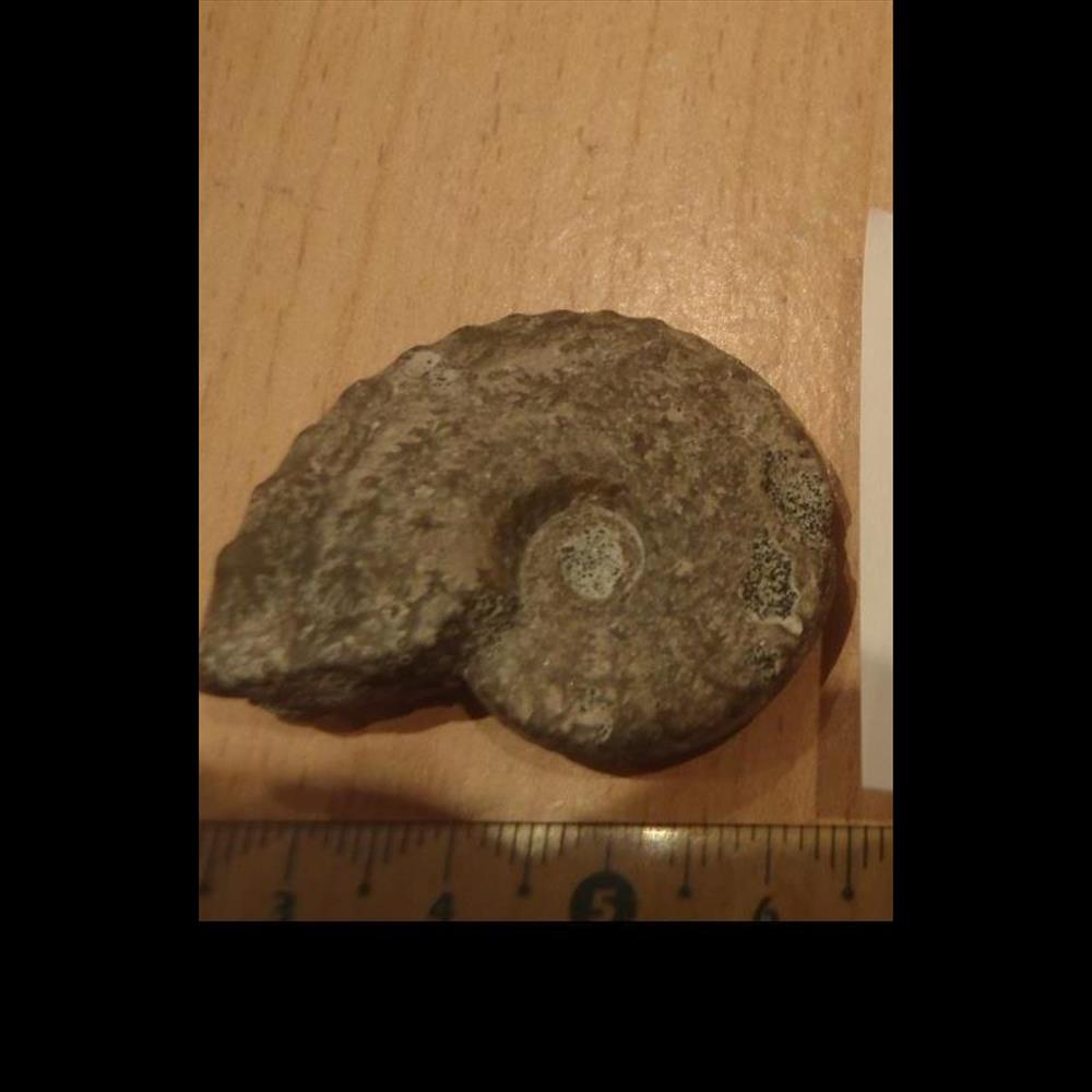 Schloenbachia varians coquillage fossile invertebre schloenbachia varians