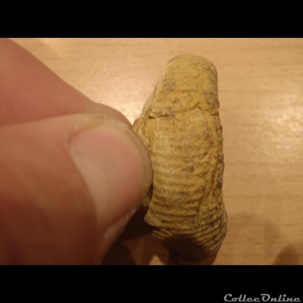 Perisphinctes sp. 2 coquillage fossile invertebre perisphinctes sp