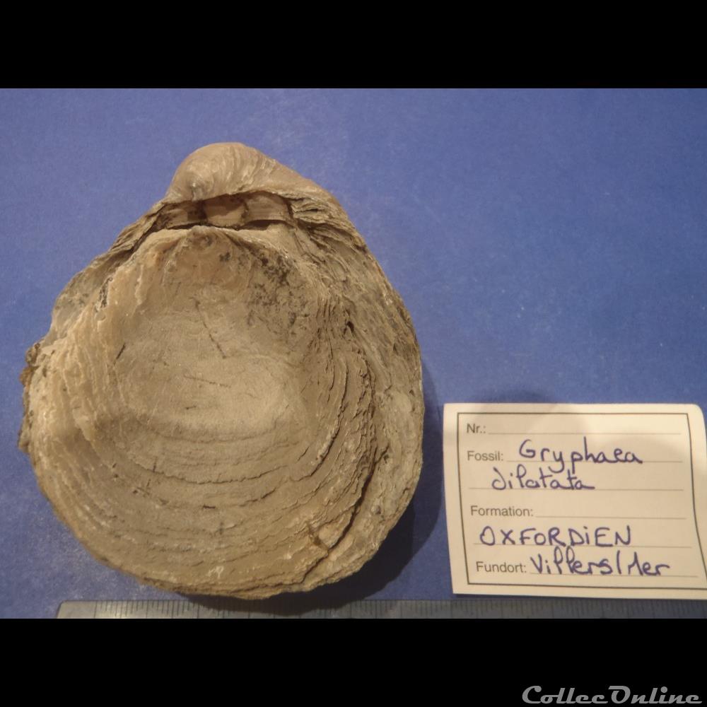 Gryphaea dilatata 2 coquillage fossile invertebre gryphaea dilatata