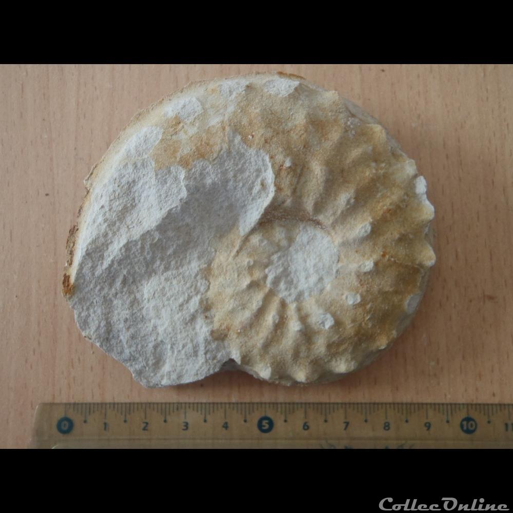 Schloenbachia varians coquillage fossile invertebre schloenbachia varians