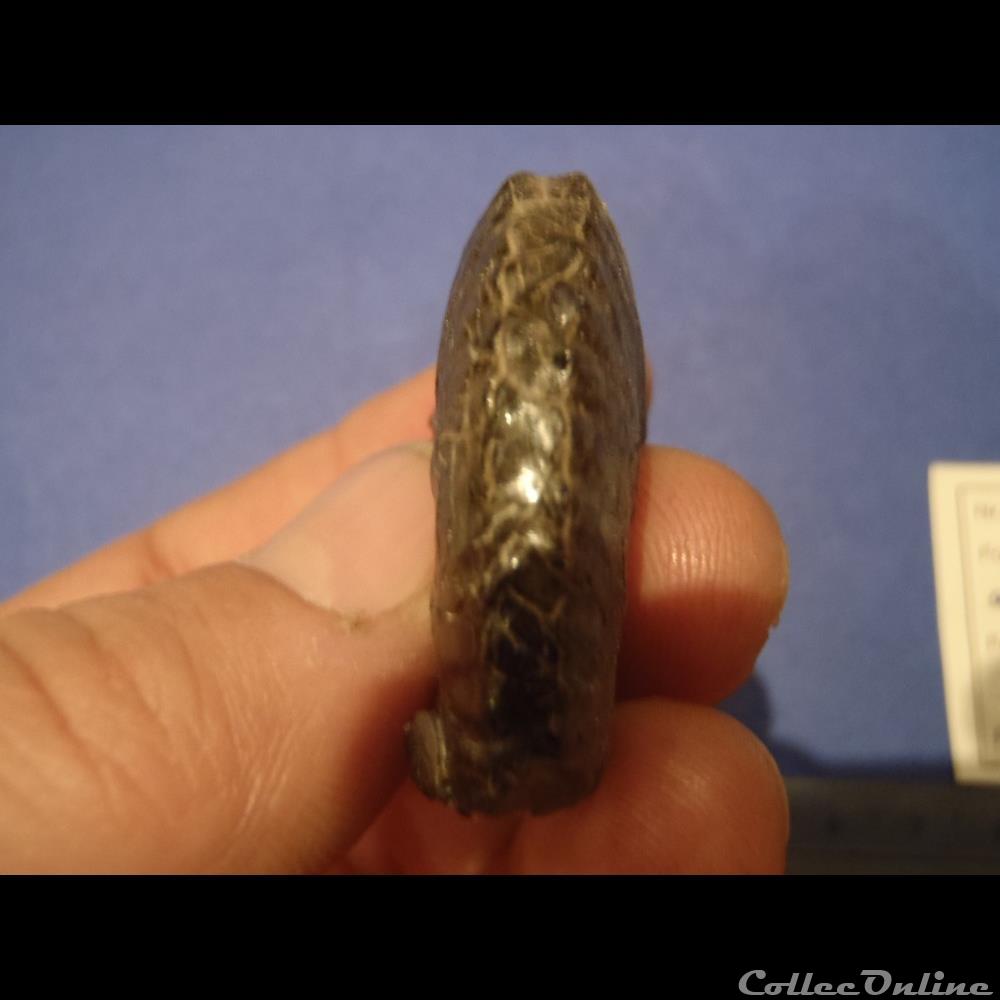 coquillage fossile invertebre anahoplites aff splendens