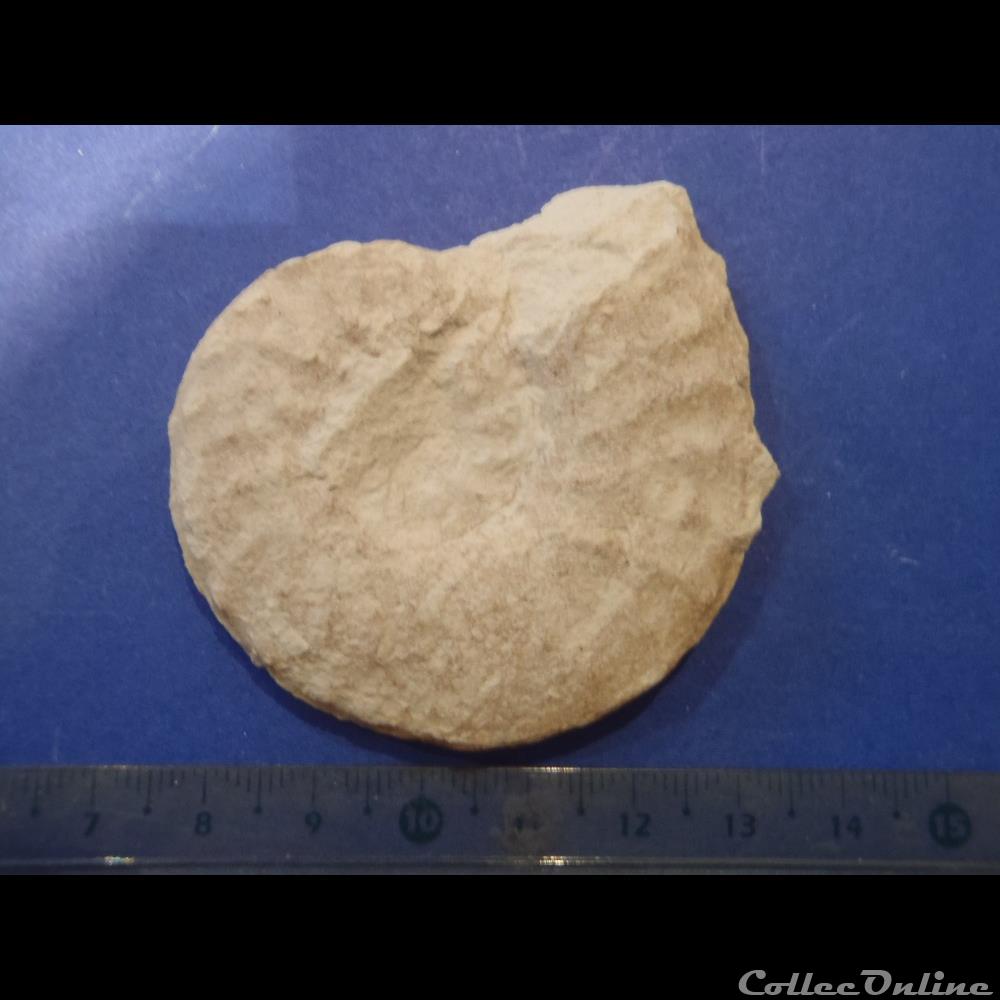 Schloenbachia varians 2 coquillage fossile invertebre schloenbachia varians