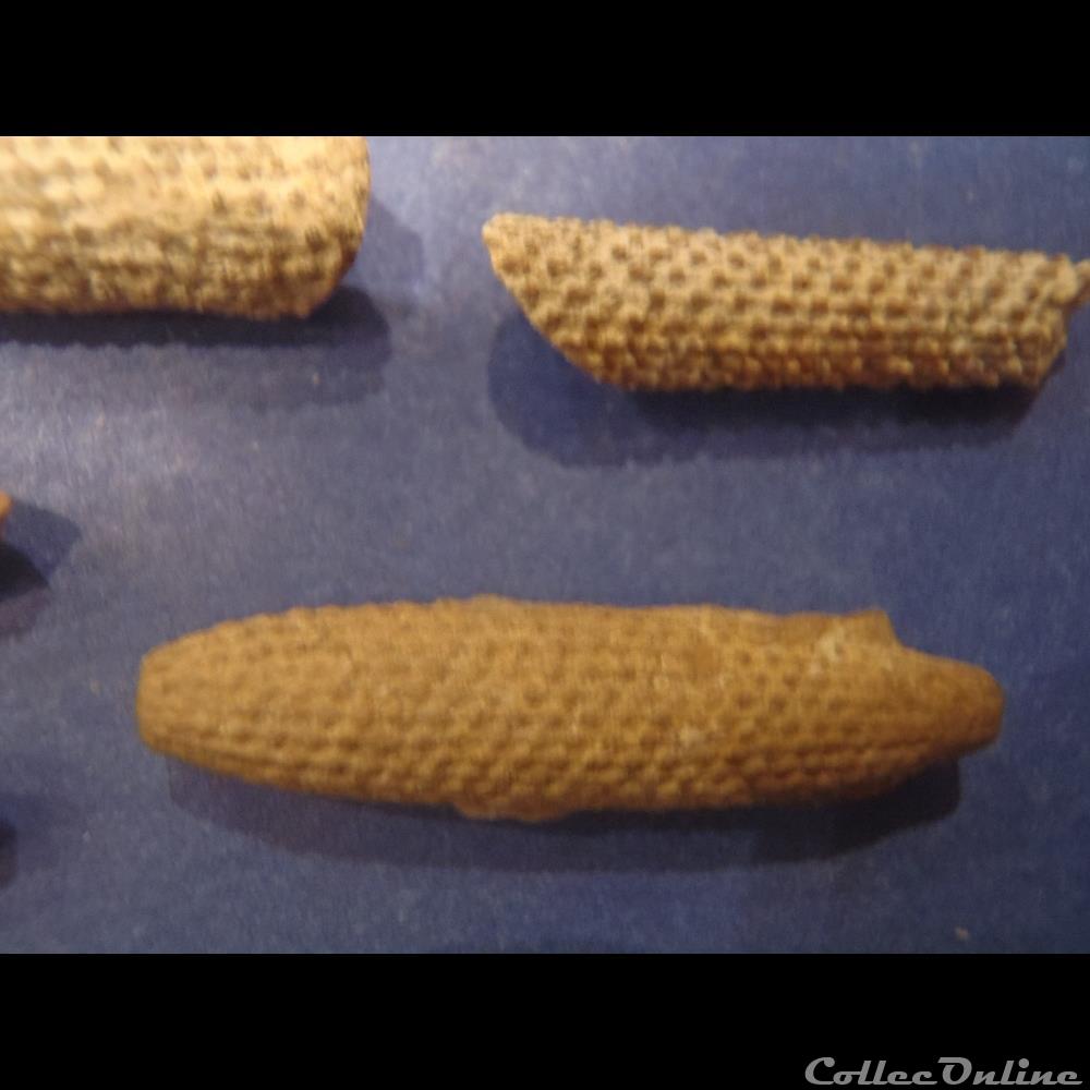 coquillage fossile invertebre cidaris florigemma