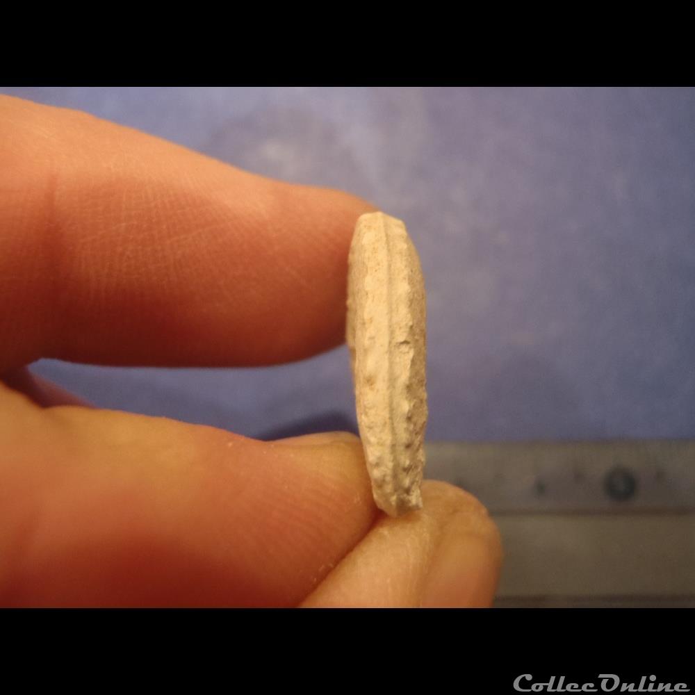 Schloenbachia varians 3 coquillage fossile invertebre schloenbachia varians
