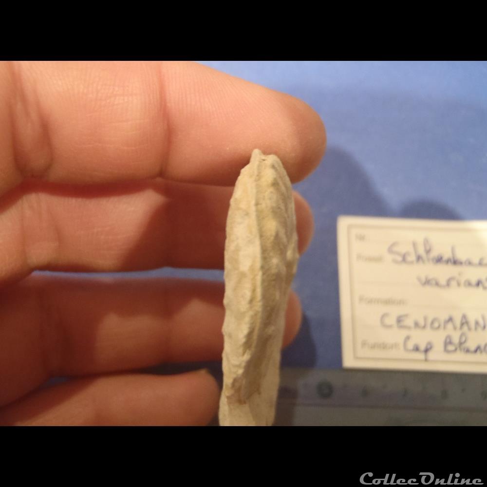 Schloenbachia varians coquillage fossile invertebre schloenbachia varians