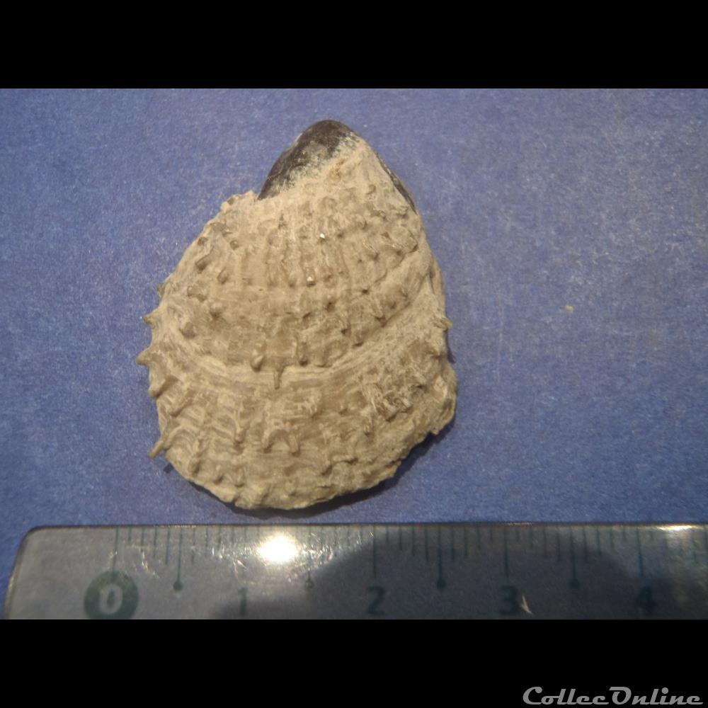 Plicatula radiola 2 coquillage fossile invertebre plicatula radiola 2