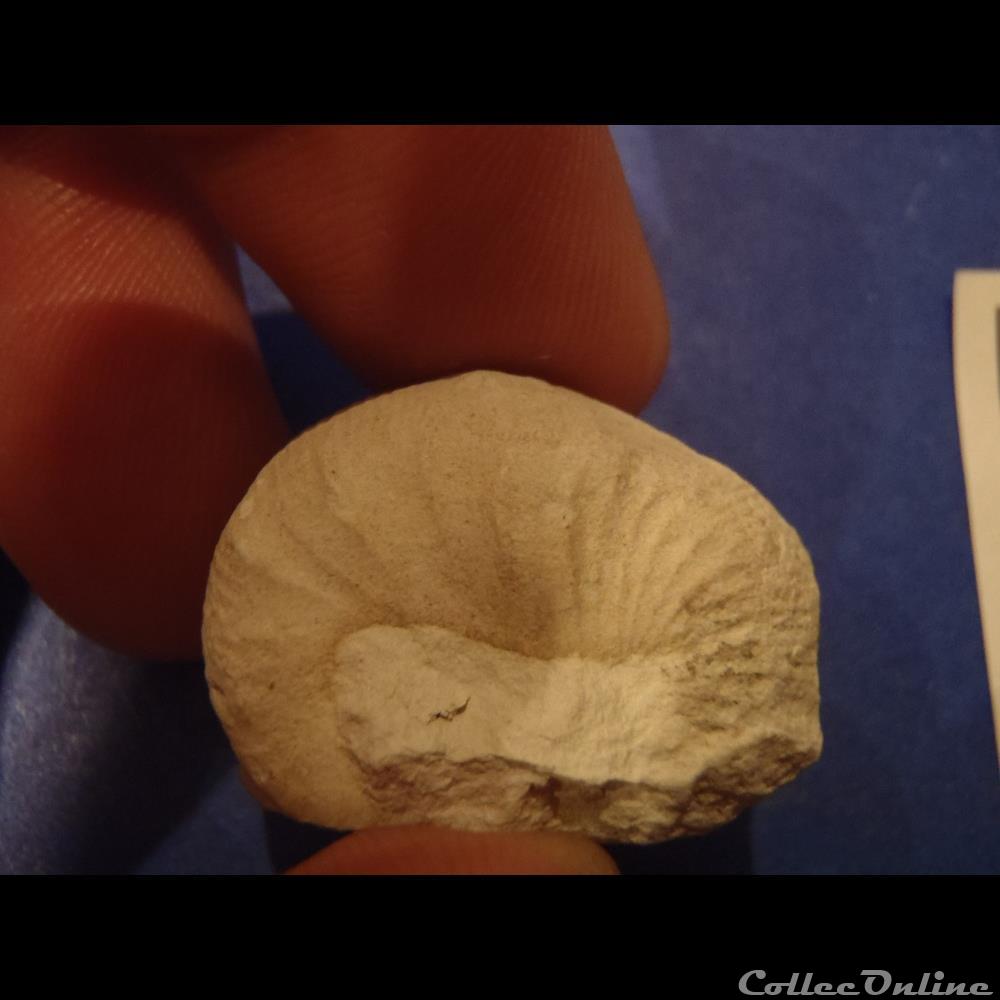 Scaphites aequalis 3 coquillage fossile invertebre scaphites aequalis
