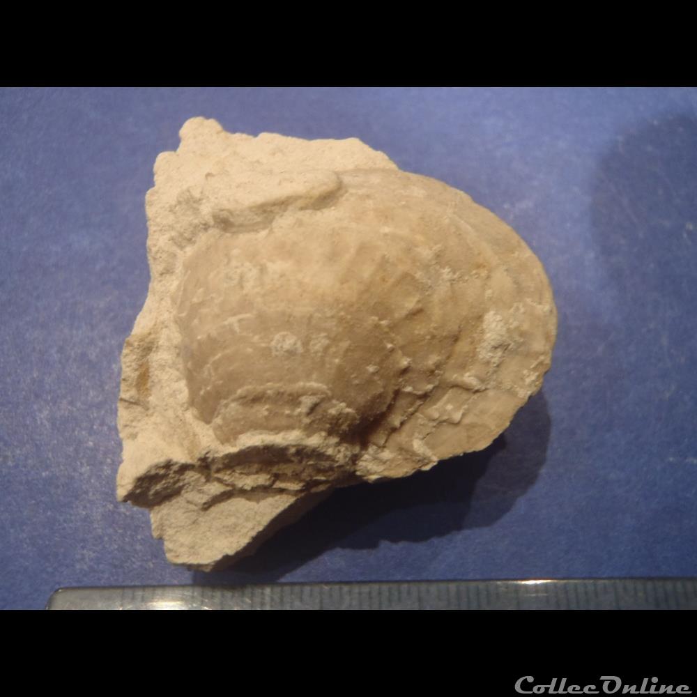 coquillage fossile invertebre indetermine
