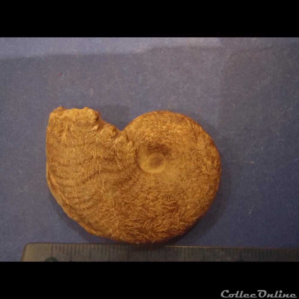 coquillage fossile invertebre taramelliceras