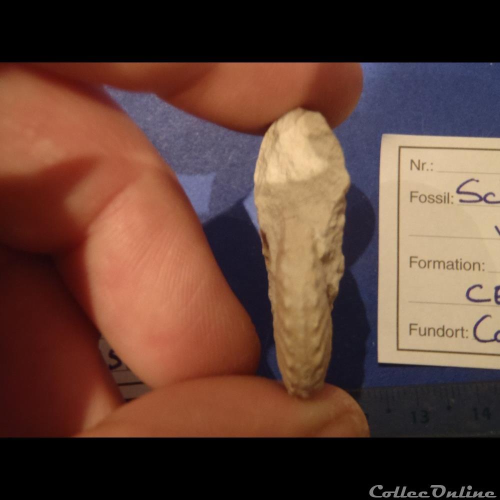 Schloenbachia varians 3 coquillage fossile invertebre schloenbachia varians
