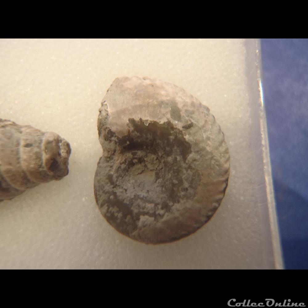 Divers 3 coquillage fossile invertebre divers