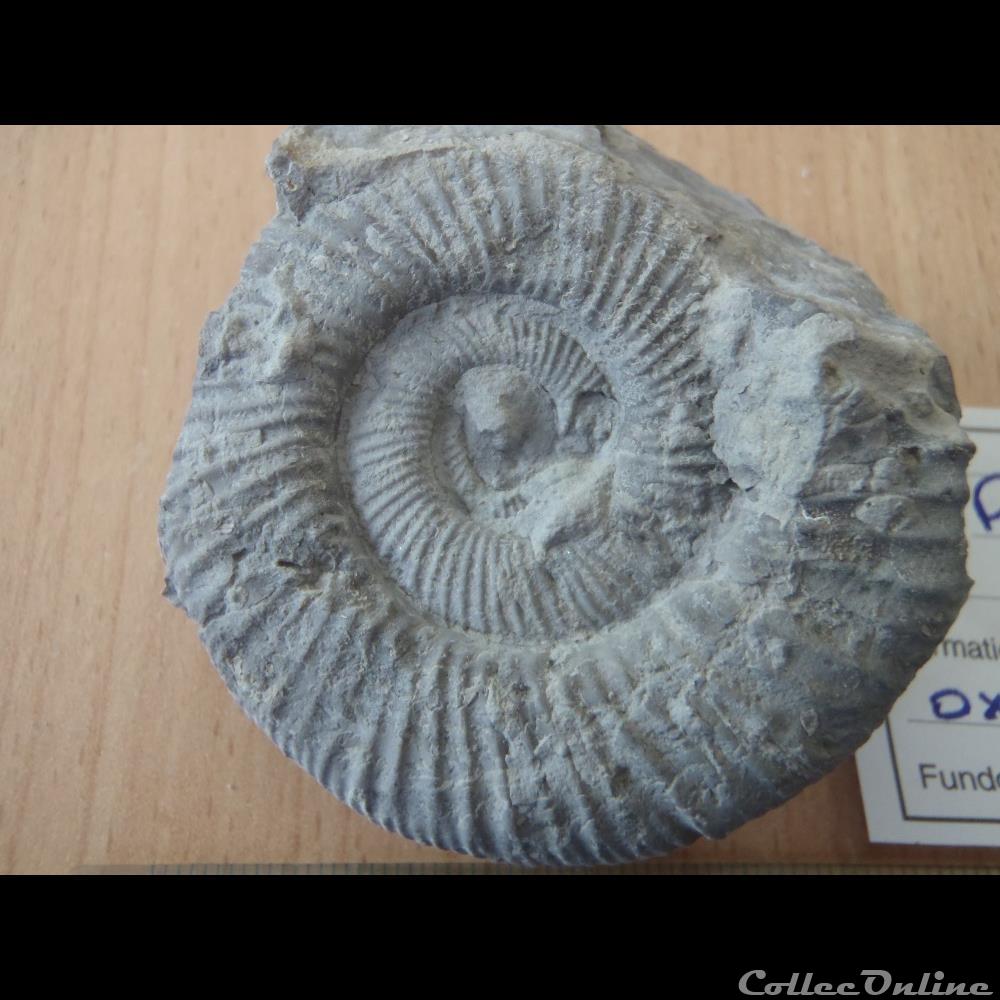 coquillage fossile invertebre perisphinctes sp