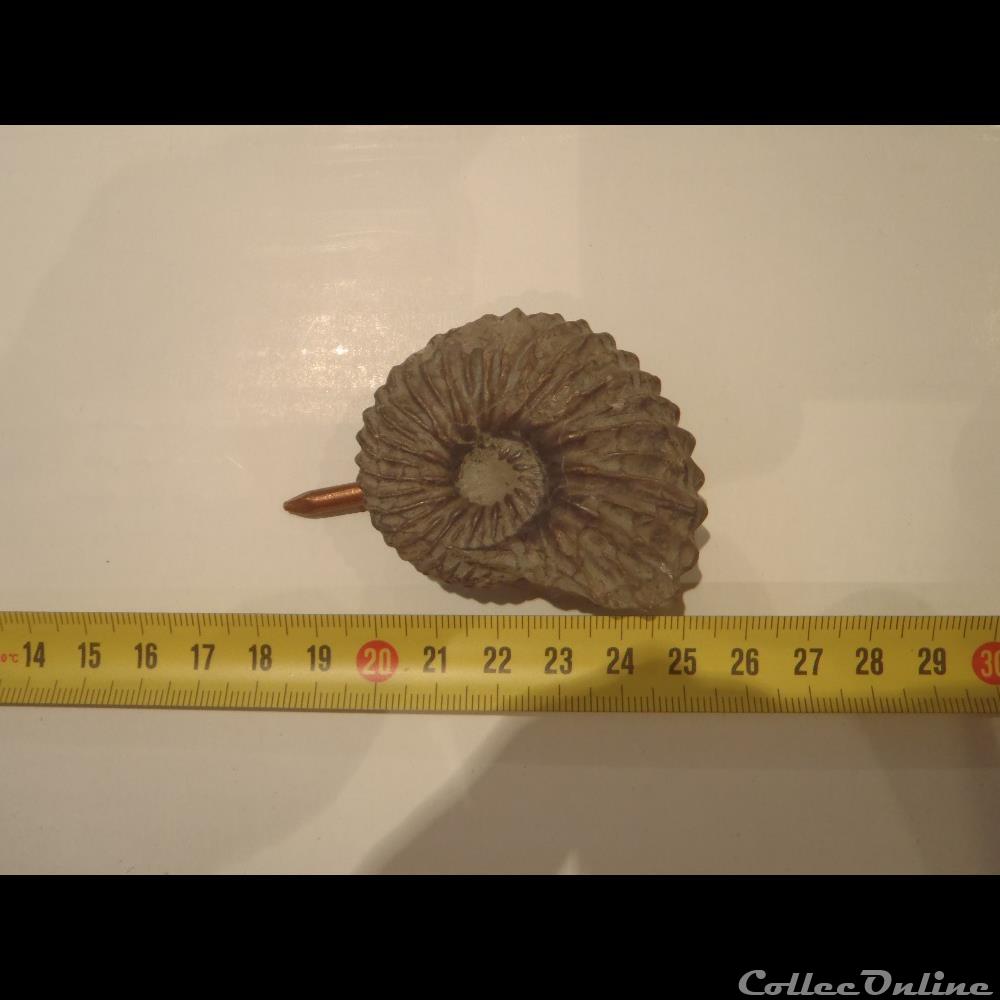 Hoplites dentatus coquillage fossile invertebre hoplites dentatus