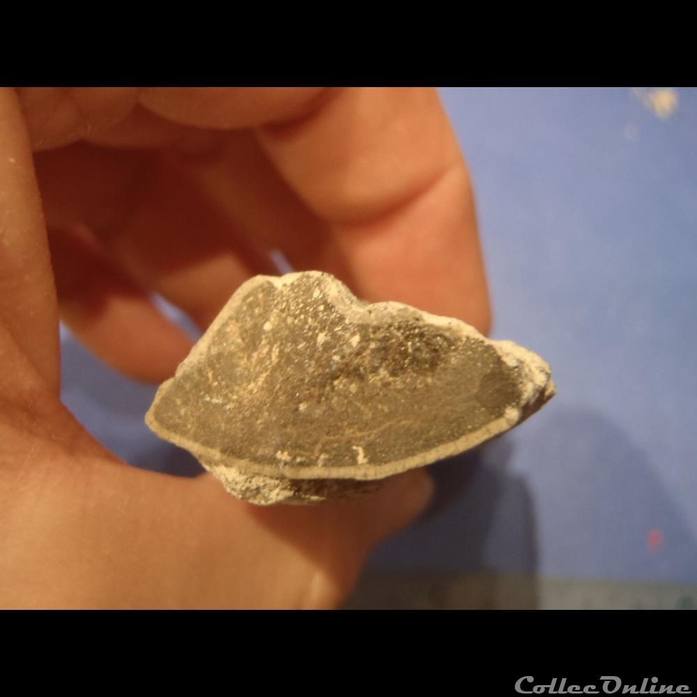Fragments d'os indéterminé 4 coquillage fossile fragments os indetermine