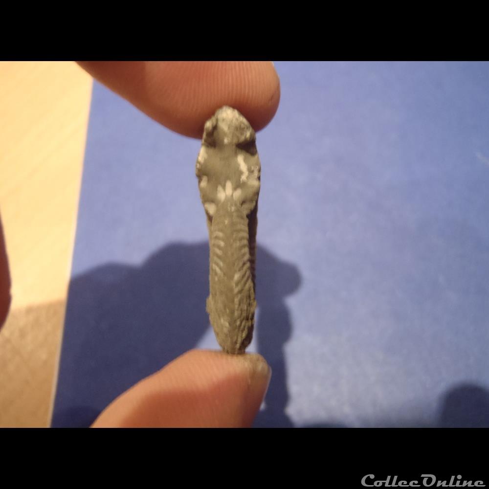 coquillage fossile invertebre indetermine