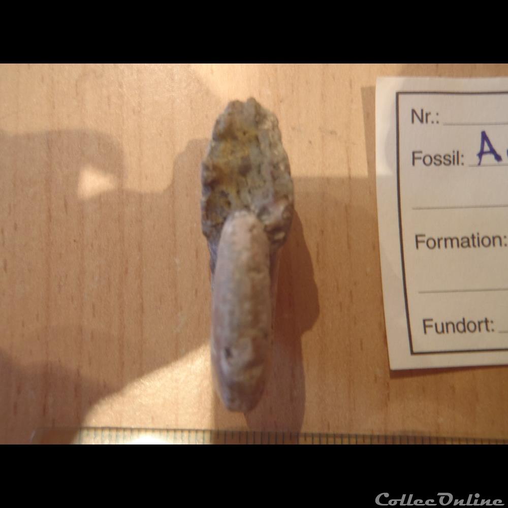 coquillage fossile invertebre anahoplites planus 2