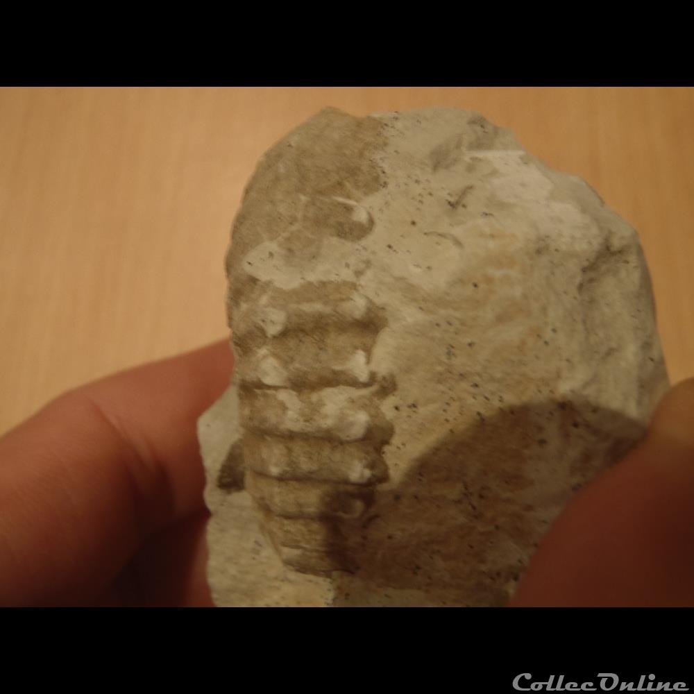 Mantelliceras mantelli coquillage fossile invertebre mantelliceras mantelli