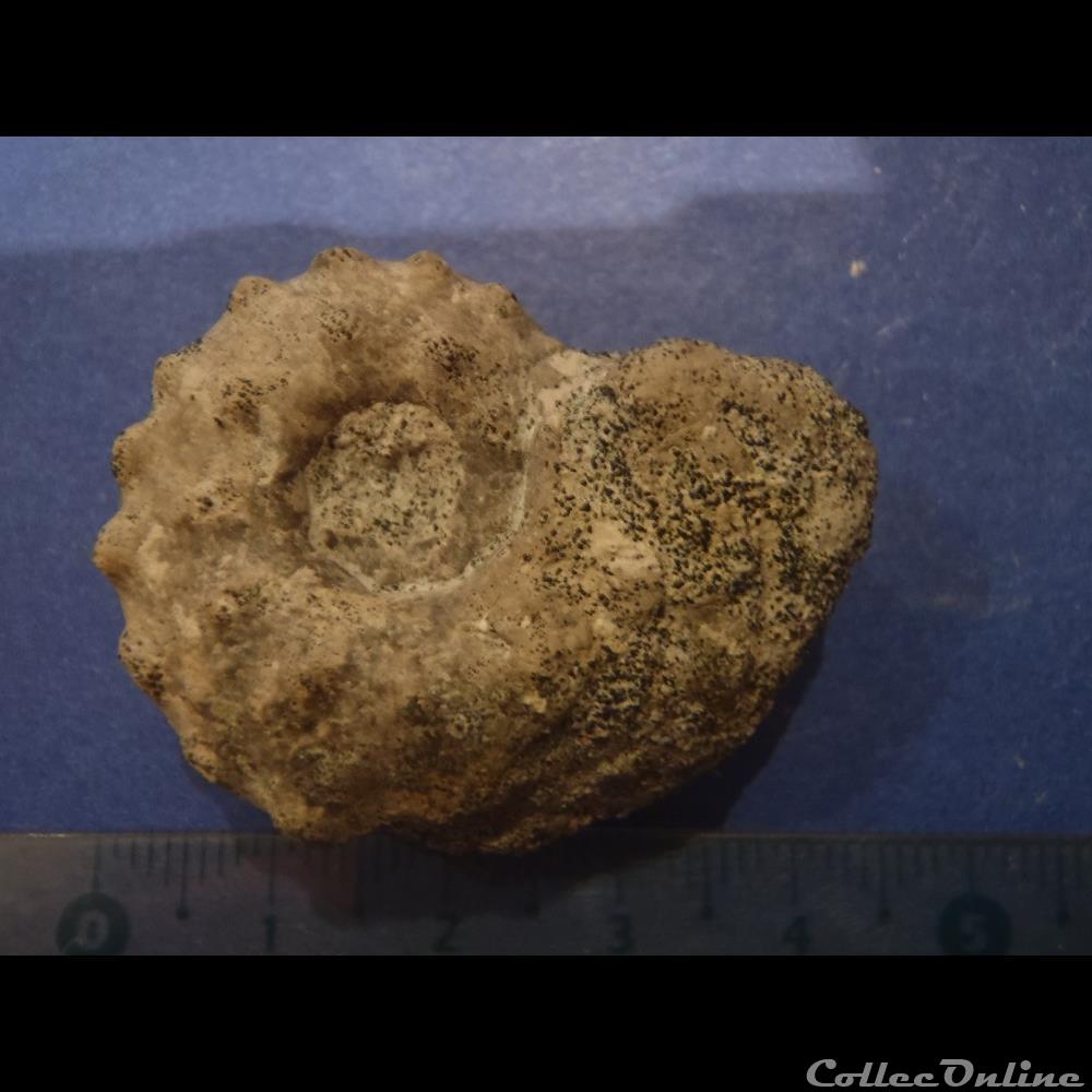 Schloenbachia varians coquillage fossile invertebre schloenbachia varians