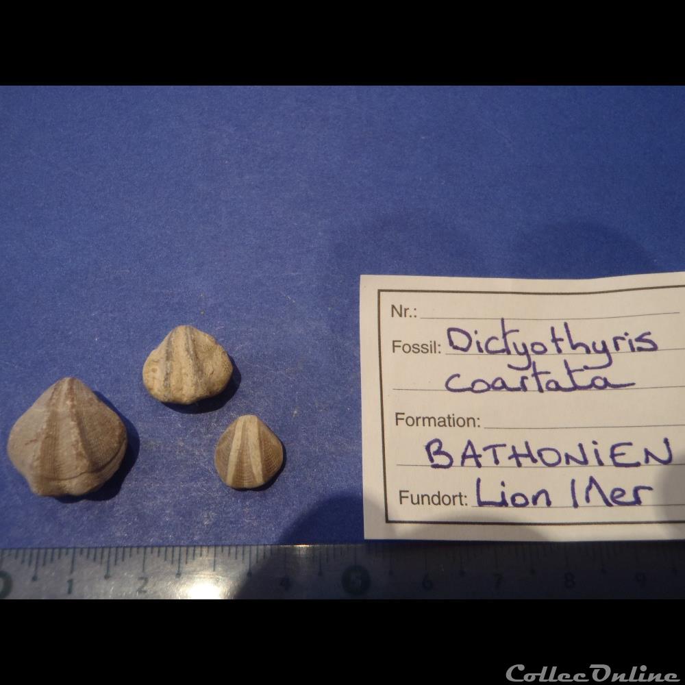 Dictyothyris coartata coquillage fossile invertebre dictyothyris coartata