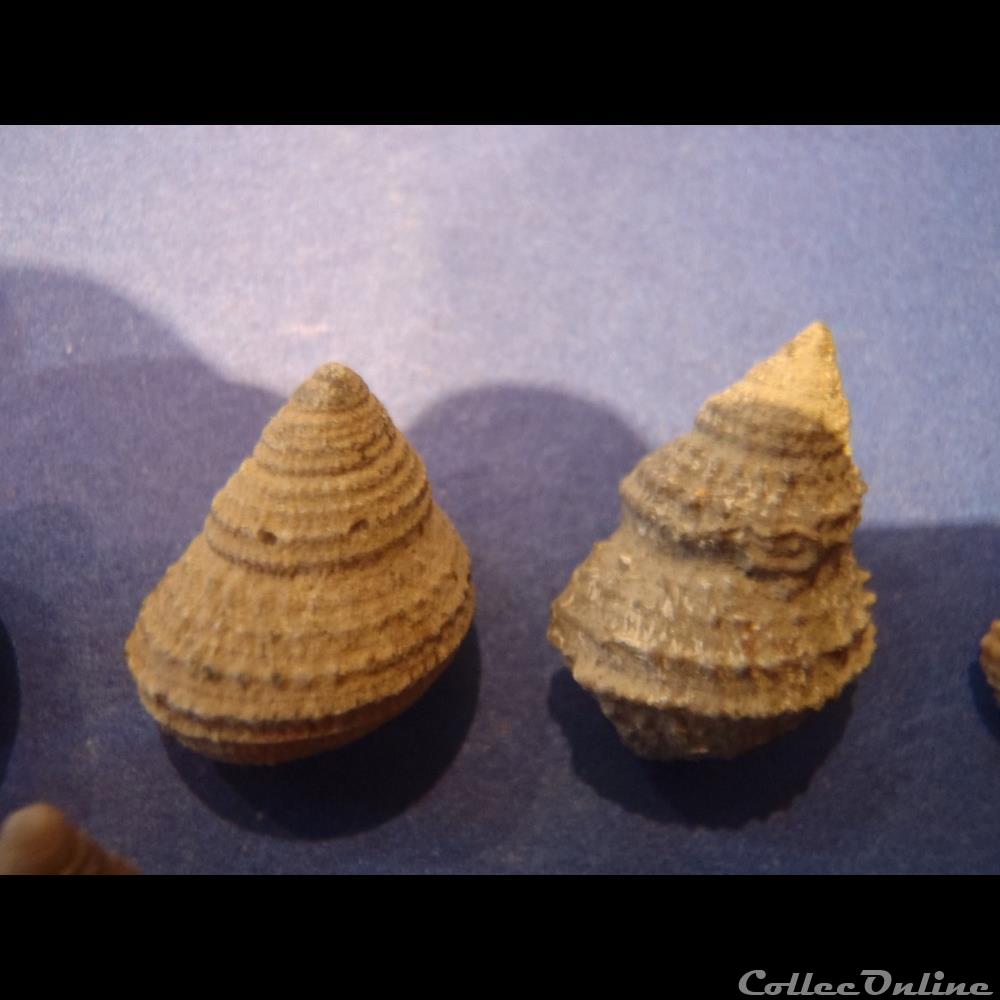 coquillage fossile invertebre encyclus meriani