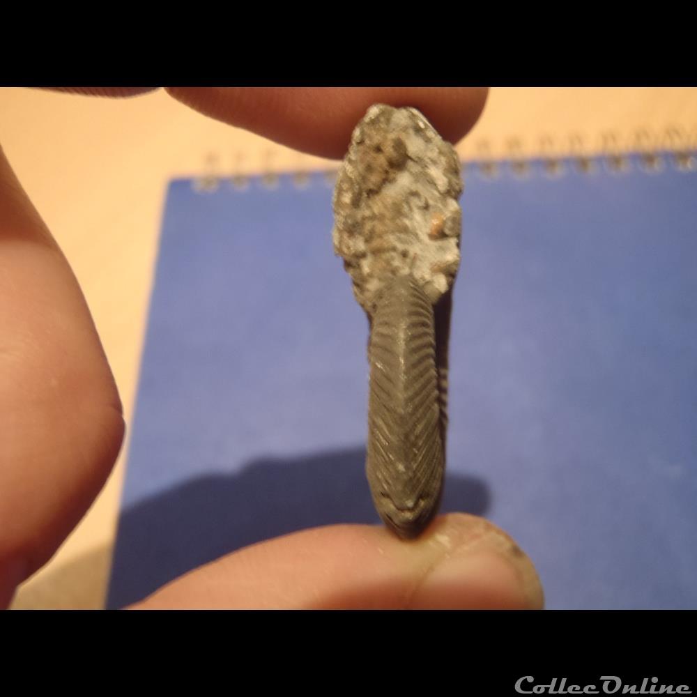 coquillage fossile invertebre indetermine