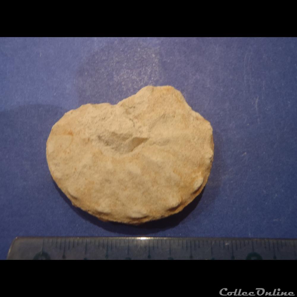 Schloenbachia varians 3 coquillage fossile invertebre schloenbachia varians