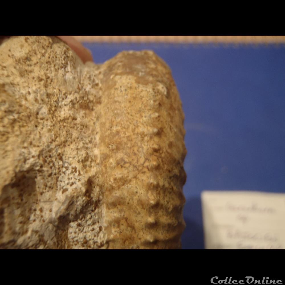 Garantiana sp. 3 coquillage fossile invertebre garantiana sp