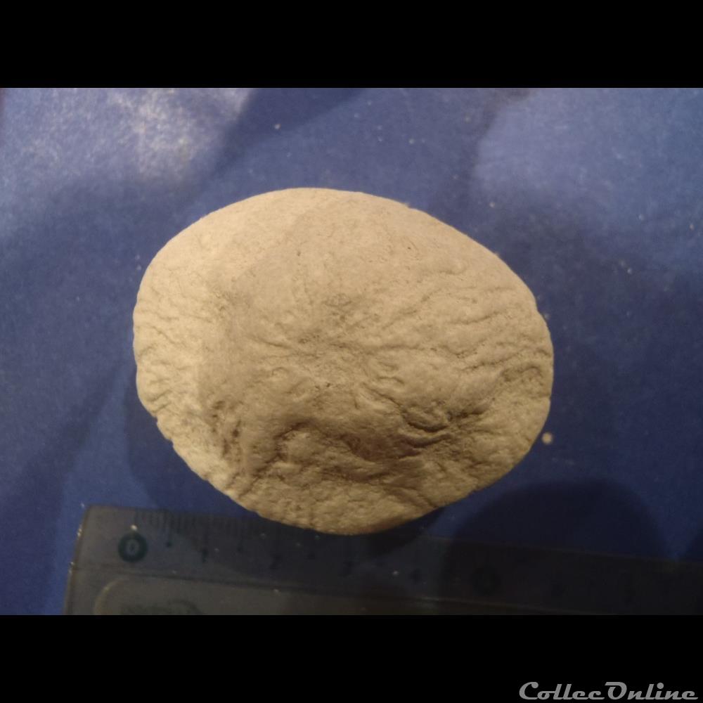 Éponge indéterminée coquillage fossile invertebre eponge indeterminee
