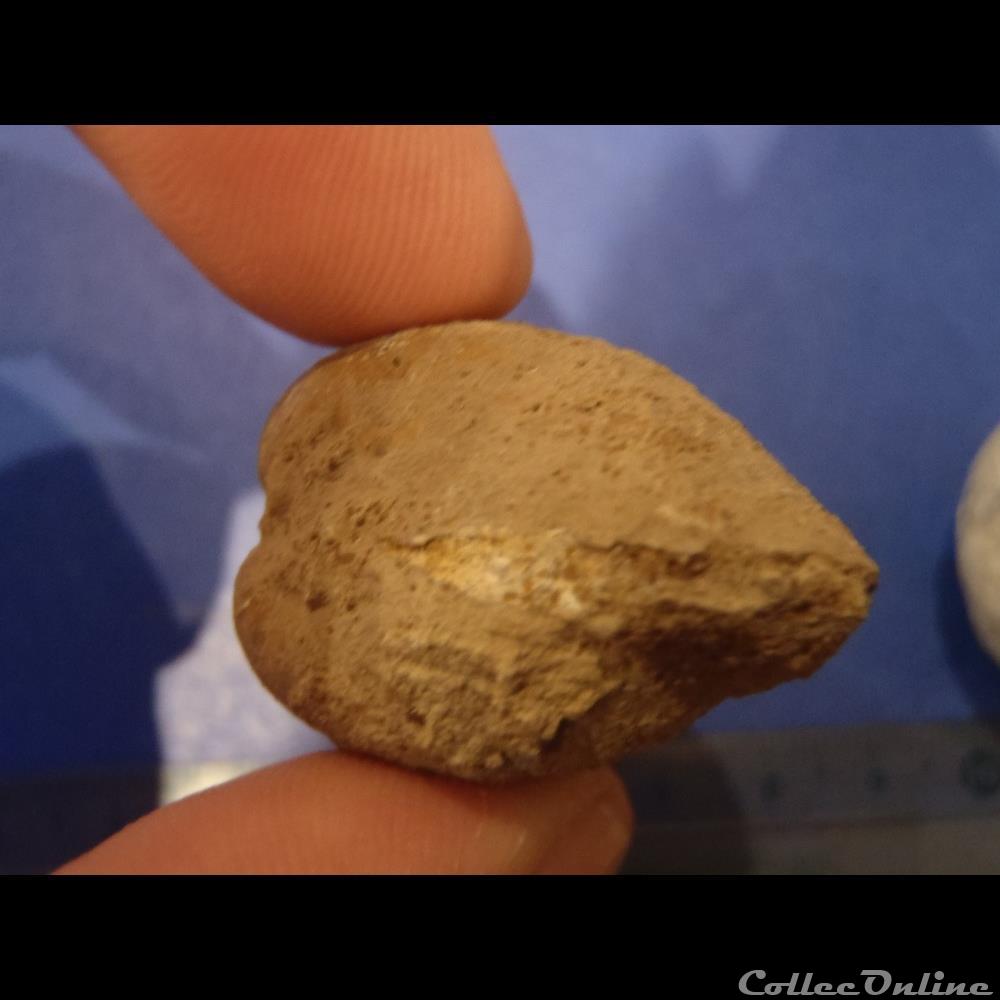 coquillage fossile invertebre bivalve indetermine