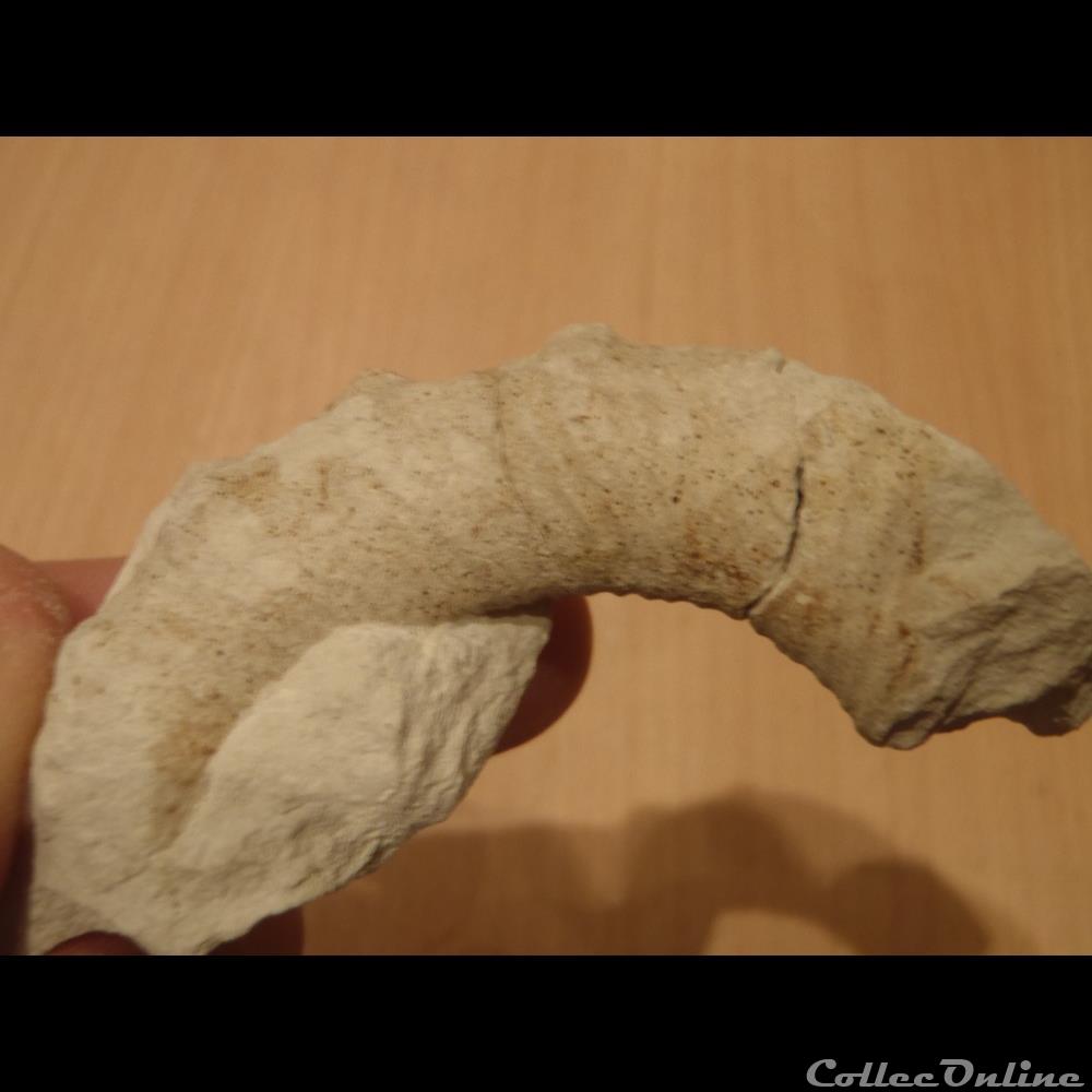 Ammonite hétéromorphe indéterminée 3 coquillage fossile ammonite heteromorphe indeterminee