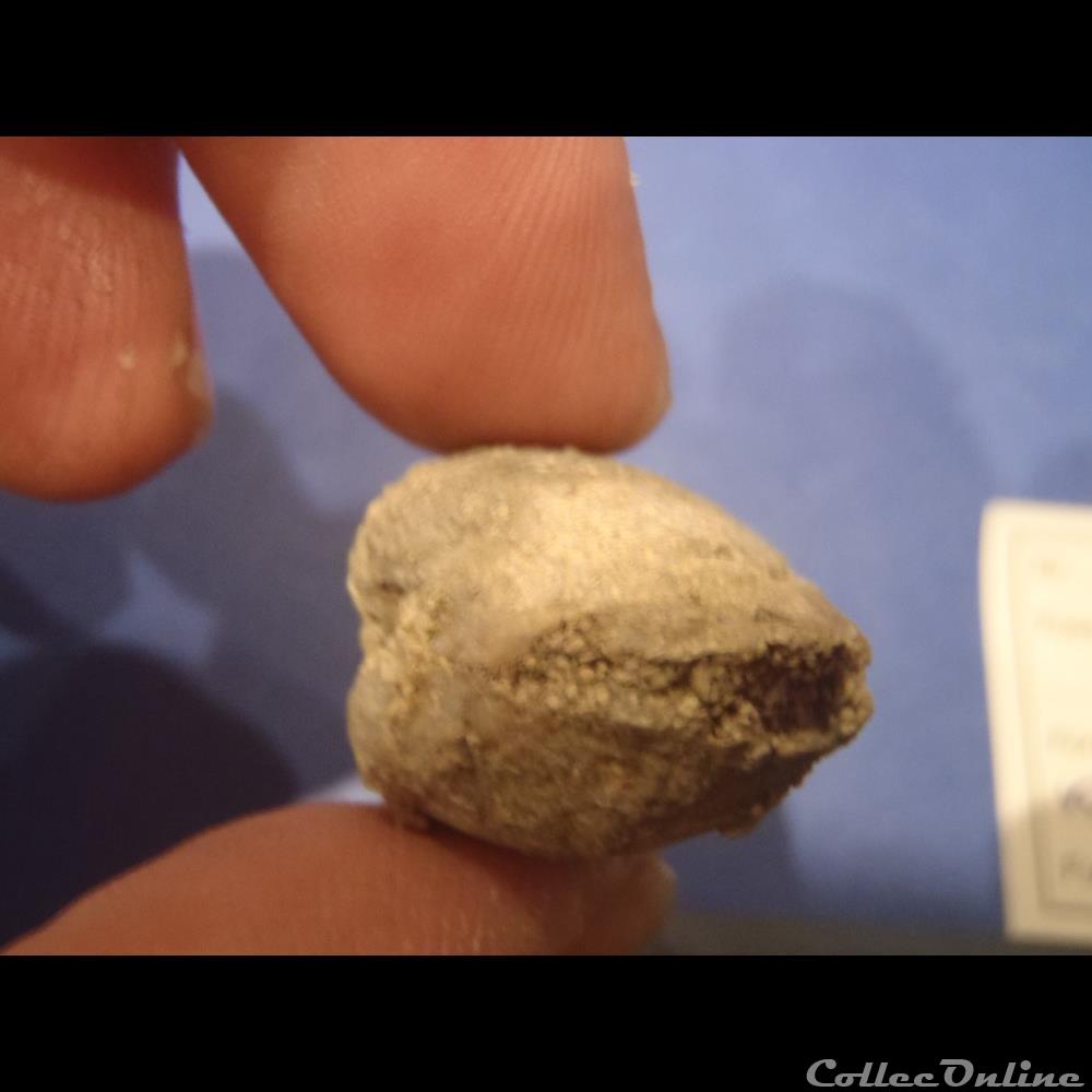 Pleuromya uniformis 2 coquillage fossile invertebre pleuromya uniformis