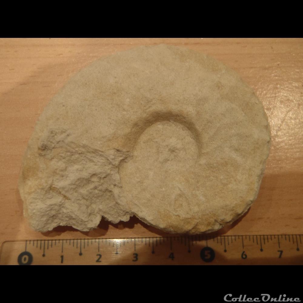 Schloenbachia varians coquillage fossile invertebre schloenbachia varians