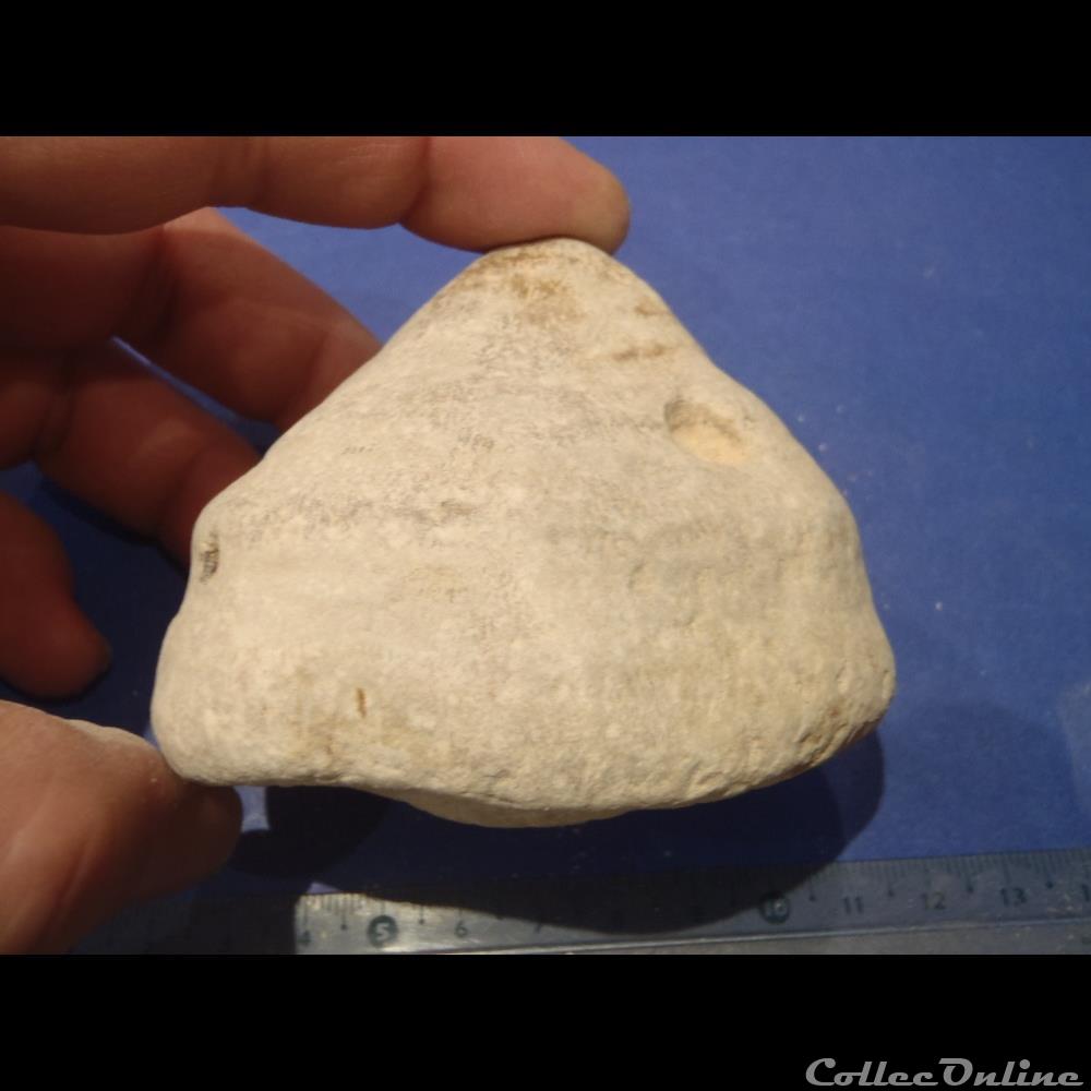coquillage fossile invertebre eponge indeterminee