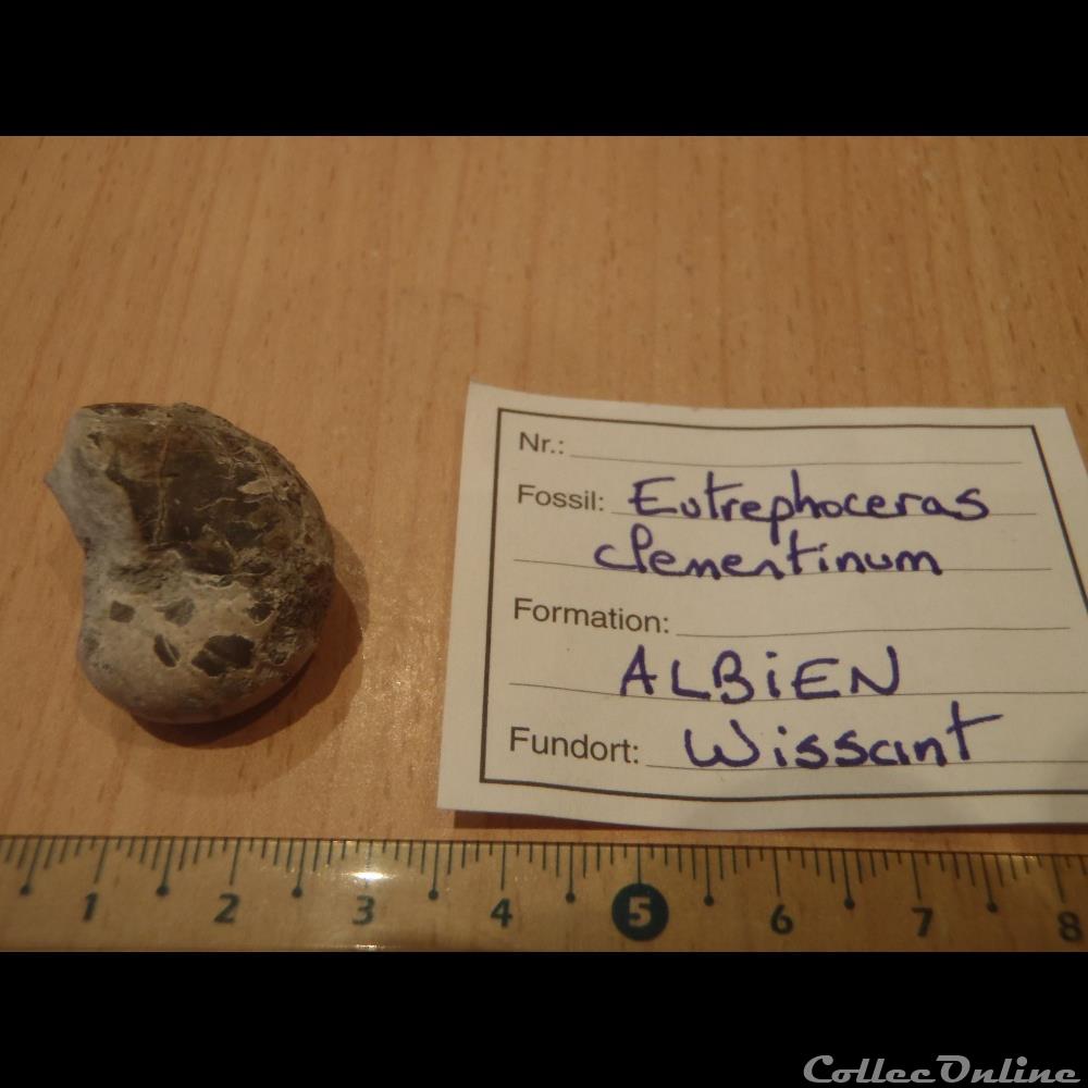 Eutrephoceras clementinum coquillage fossile invertebre eutrephoceras clementinum