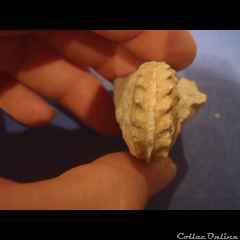 Schloenbachia varians 2 coquillage fossile invertebre schloenbachia varians