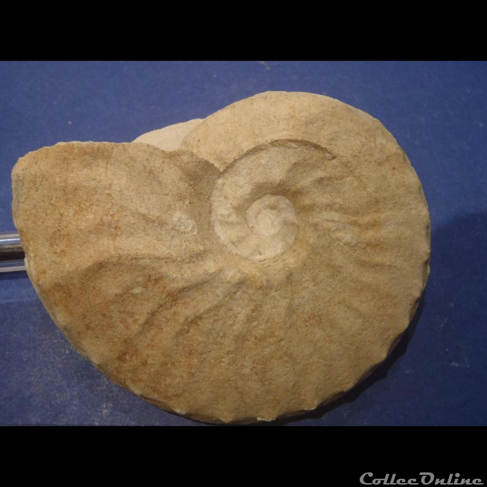 Schloenbachia varians 2 coquillage fossile invertebre schloenbachia varians