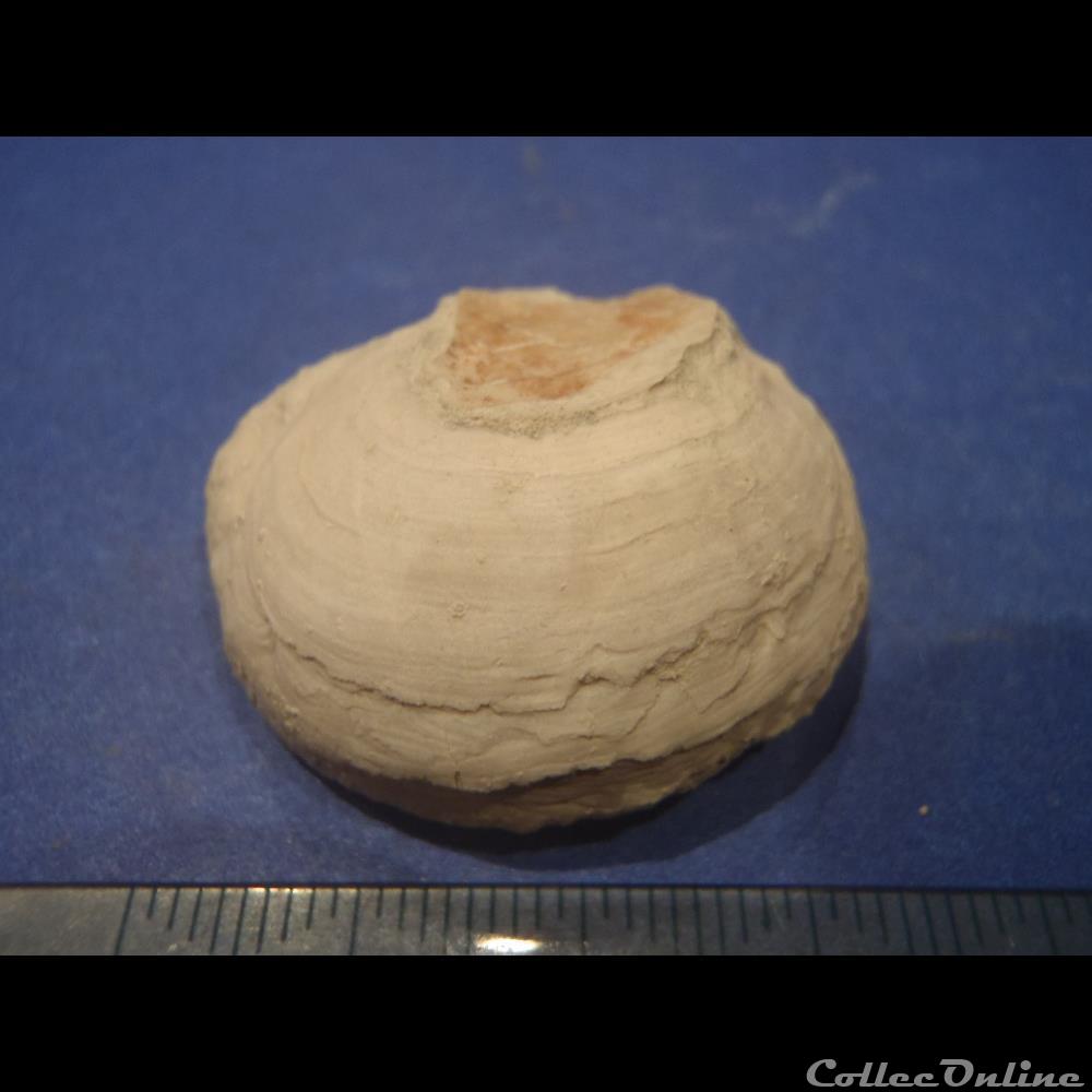 Indéterminé coquillage fossile invertebre indetermine