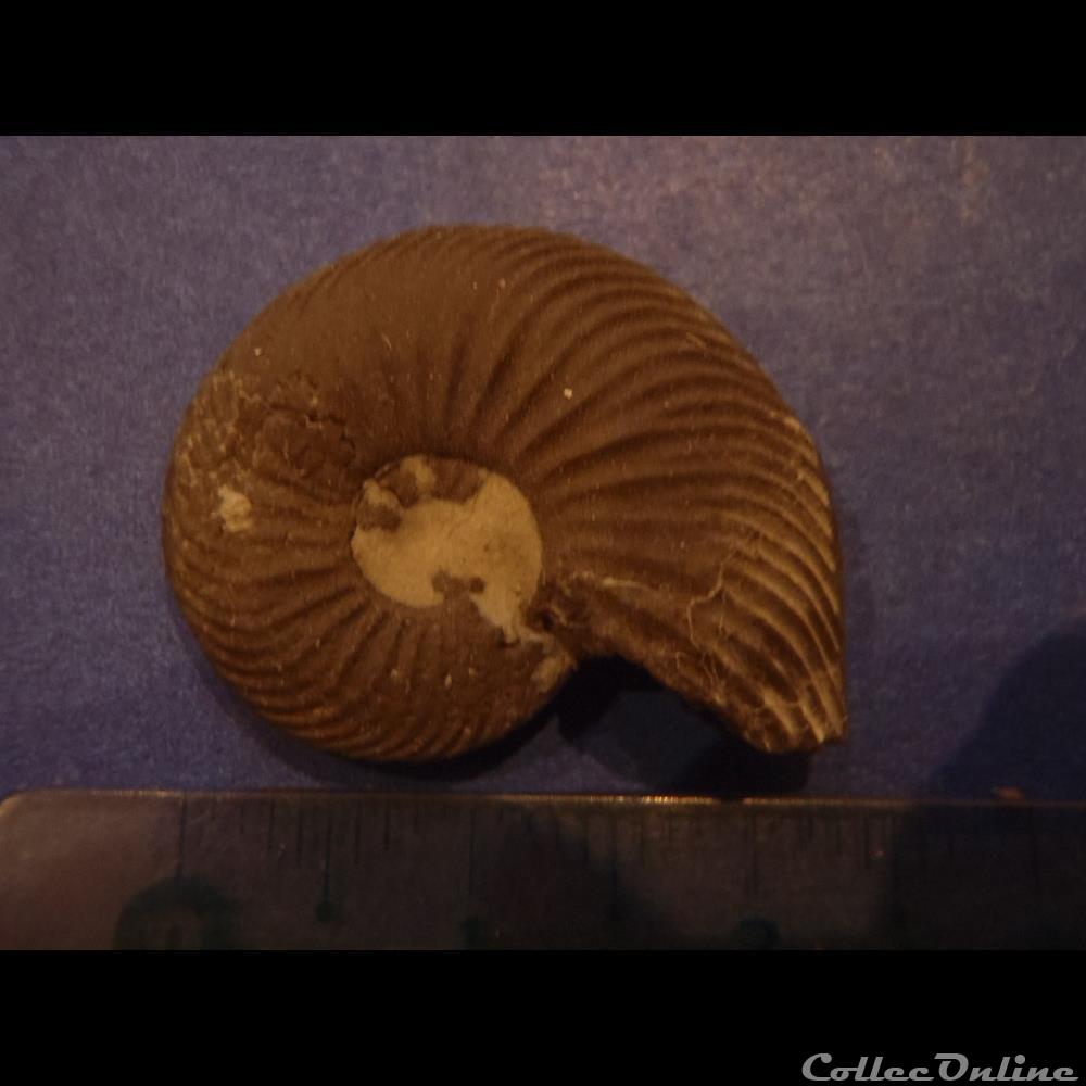 Indéterminé coquillage fossile invertebre indetermine
